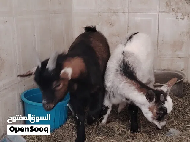 قره الوصف مهم صخول كويتيات نثيه وفحل