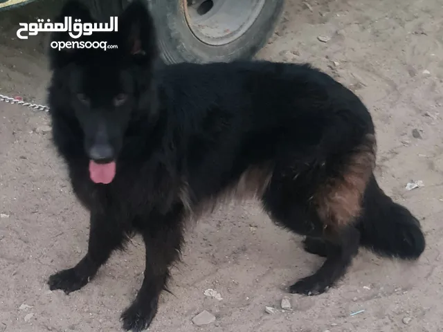 انثى رويال بلاك منتجه مستورده من مصر بالاوراق عمرها عامين منتجه مره واحده