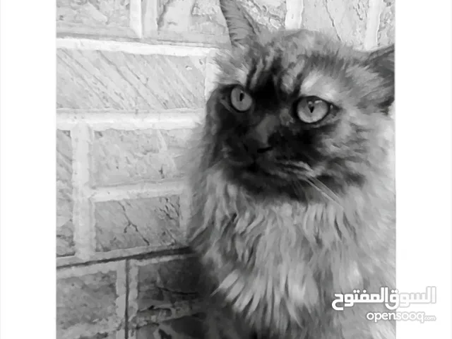 تعالوا موقع انامار ومني انا يعني صغير