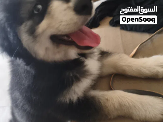 Goberian: female husky and Golden retriever mix, 2.5 months old, vaccinated, very friendly
