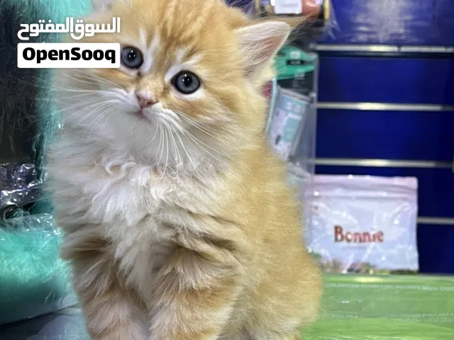 ما شاء الله قطط شيرازي عمر شهرين