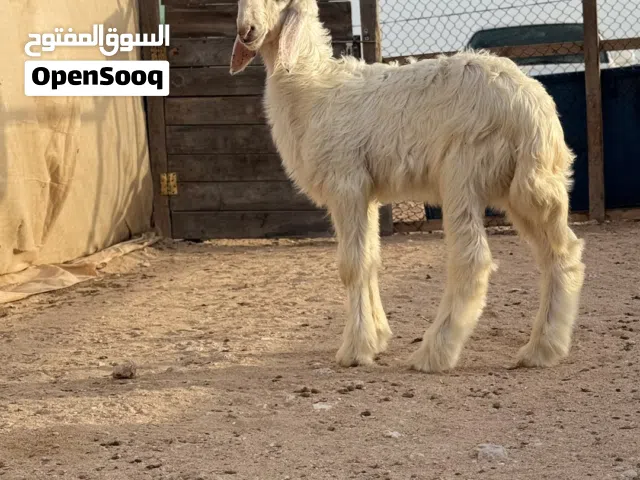 كبش نجدي اصل مشروع فحل