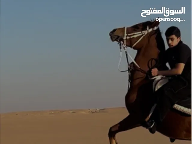 للبيع حصان شرط السلم