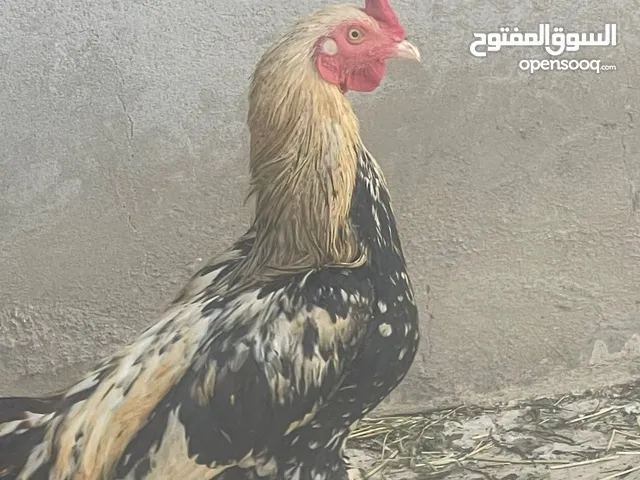 ديك سندي وصوص على السوم
