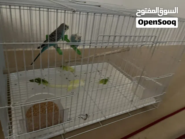 زوج بادجي مع القفص ب 100 درهم غير قابل للتفاوض الموقع العين
