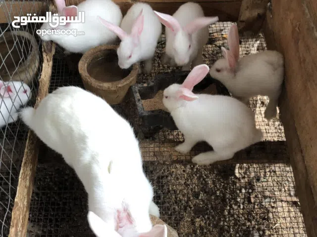 Rabbits small size baby good quality play full Rabbits
