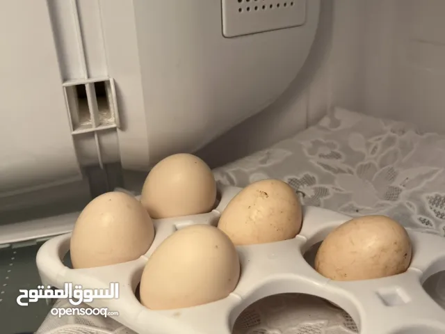 دجاج بلدي بياض وديوك