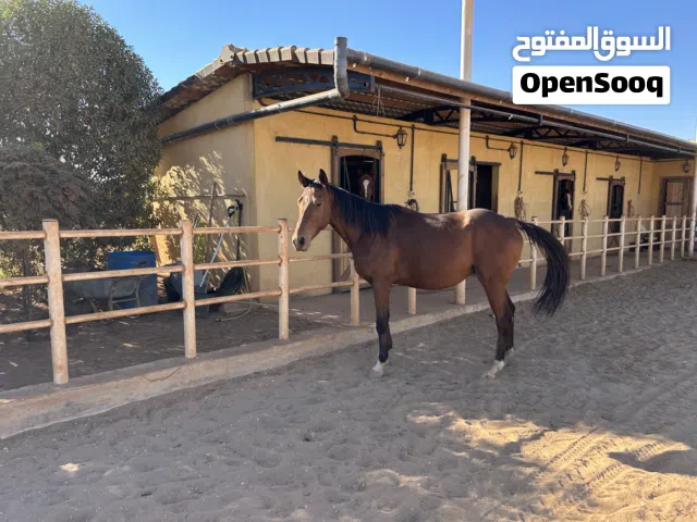 حصان فحل أنجليزي (Thoroughbred) غير مسجل