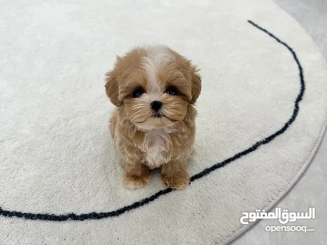 Teacup poodle puppy