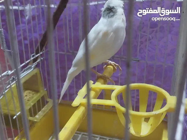 طير كنار فحل جاهز