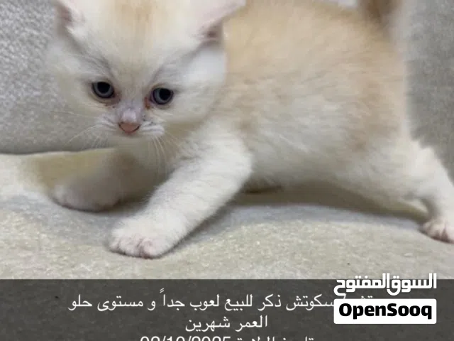 قطط برتش سكوتش