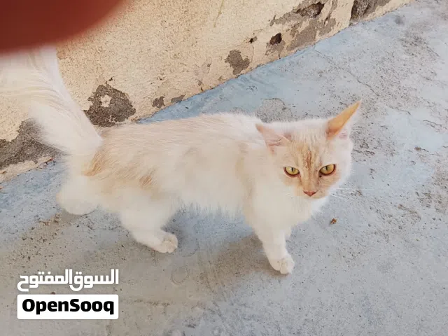 قطط تربية للبيع