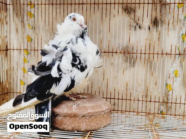 حمام زينه انواع مختلفه