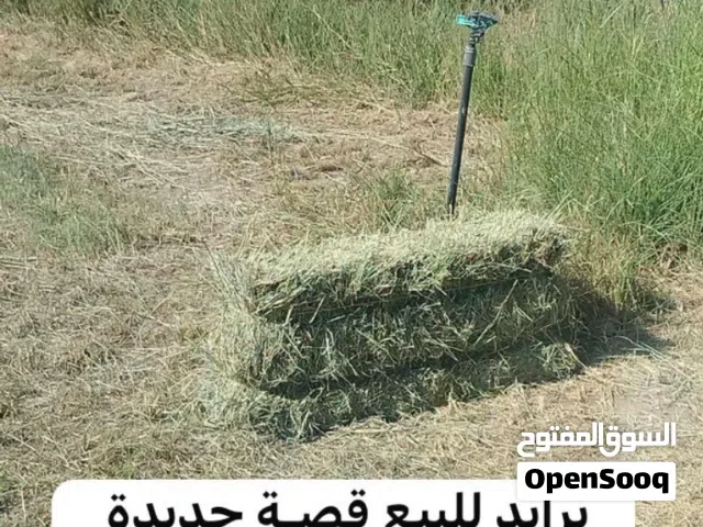 تتوفر لدينا برايد حجم كبير قصة جديدة