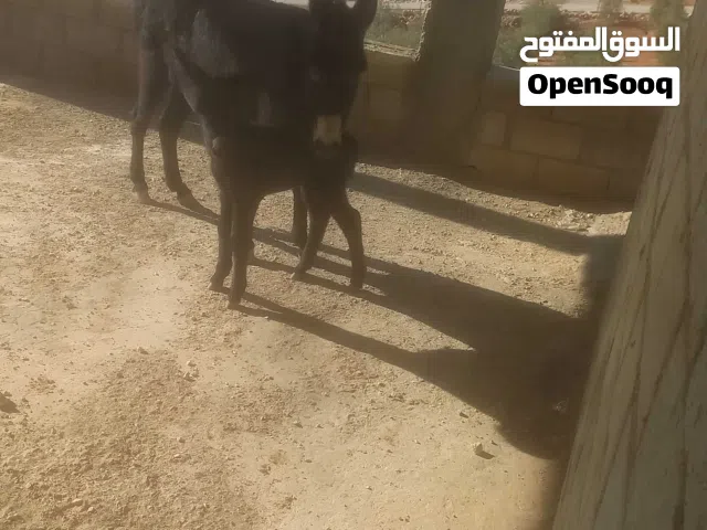 حمارة والدة للبيع