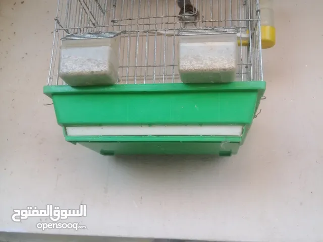 كنار +جوز حسون ترابي للبيع