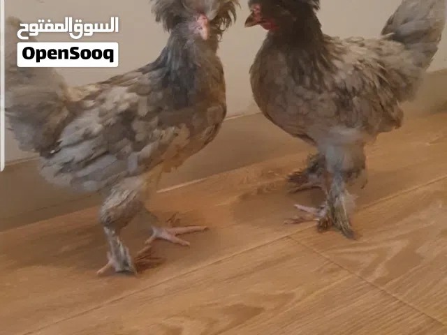 دجاج سلطاني عمر 4 اشهر