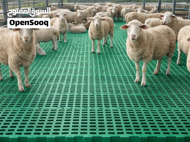 أقوى أرضيات غنم مثقبة في السوق – نظافة دائمة للحظيرة وراحة للقطيع!