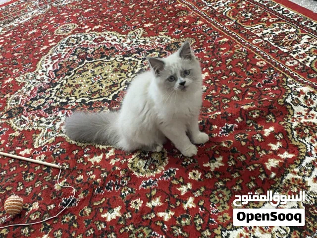 قطه اليفه صغيره