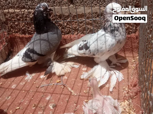 كوبية هزاز