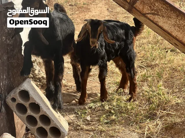 جدايا عدد 2 عمر 3 شهور ما شاء الله