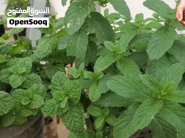 للأيجار شقة دور أرضي في صباح السالم