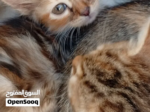 قطط عمرهم 45يوم متعودين على الليتر بوكس وتاكل دراي فود و وايت فود لعوبين جدا