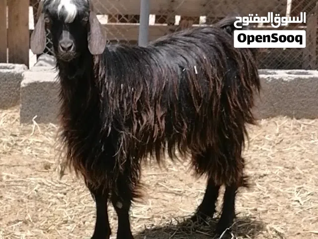 سخل قابل للتفاوض
