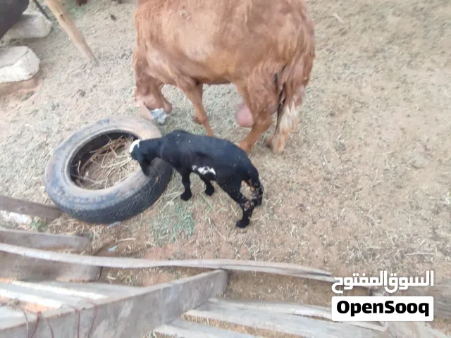 نعاج والدات للبيع