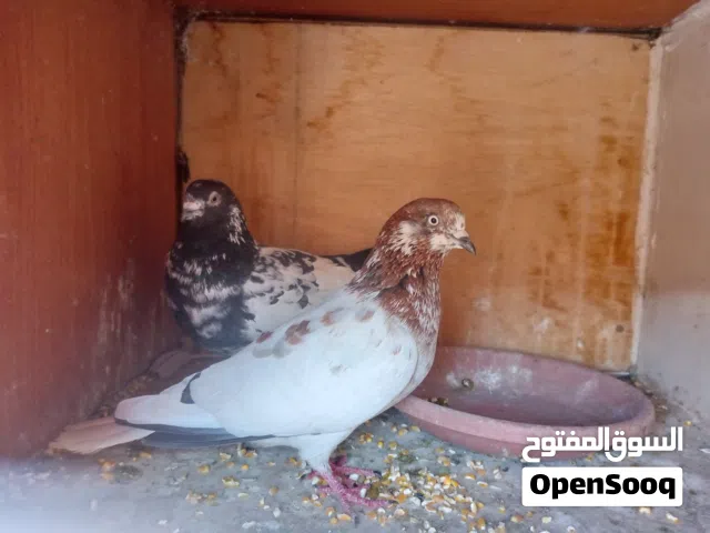 حمام للبيع بعد الصلاة على النبي 7 جواز و شوف الصور وحط سعر بحق الله وشيل الله يباركلك بس لاتبخس فيه