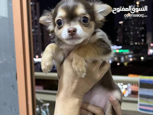 Chihuahua puppies