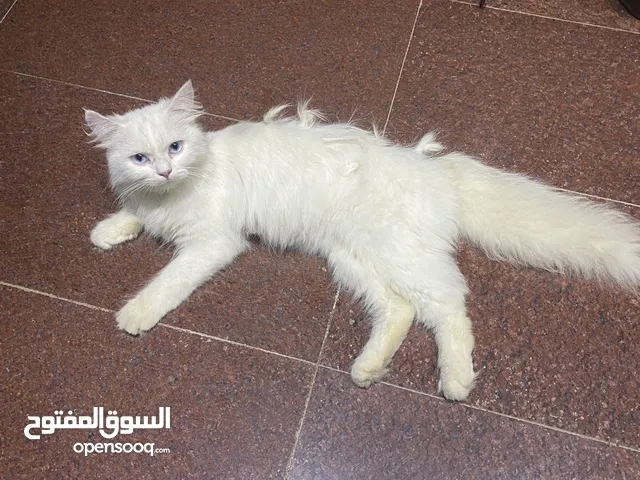 قط للبيع اليف