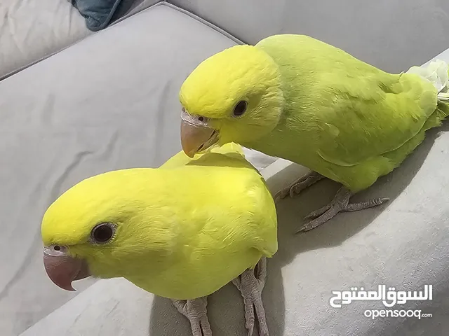 بغباء دره اليفات العمر 55 يوم