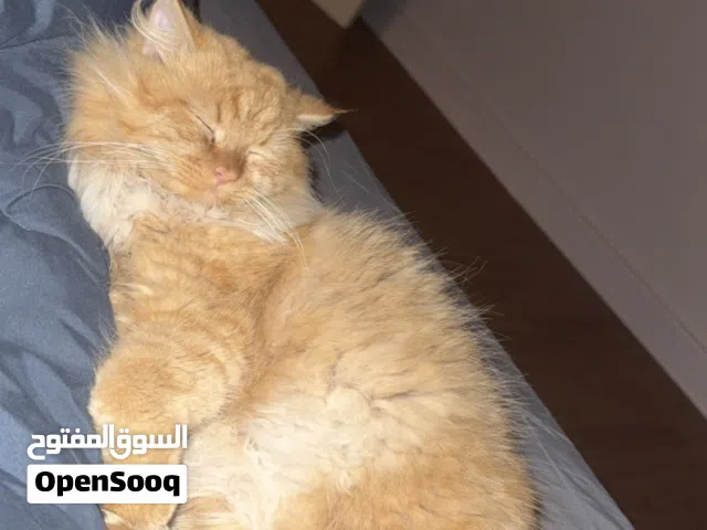 Male Persian cat available for adoption