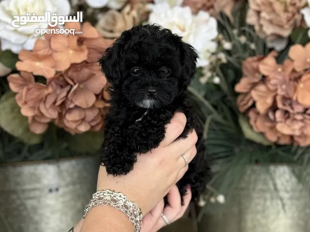للبيع توي بودل ميني