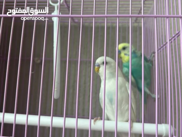 طيور من نوع العاشق و المعشوق للبيع