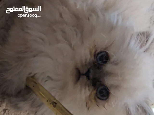 قطة شنشيلا شهرين ونص