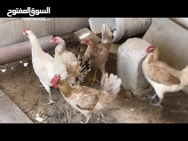 دجاج عربي قديم بياض / 3 حبات 10 دك / توصيل 1 دك للمناطق