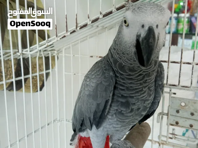 ببغاء للبيع غير مروض