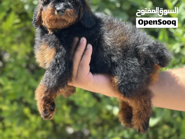 كلاب بودل للبيع صغير كبير