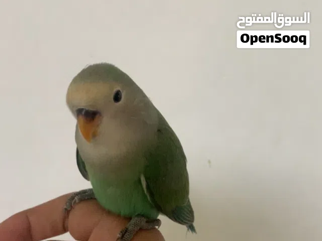 فرخ روز اليف للبيع