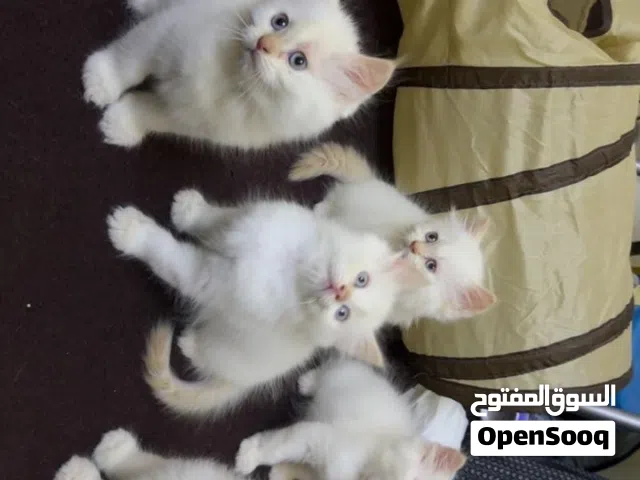 Himalayan kitten for sale 2 months