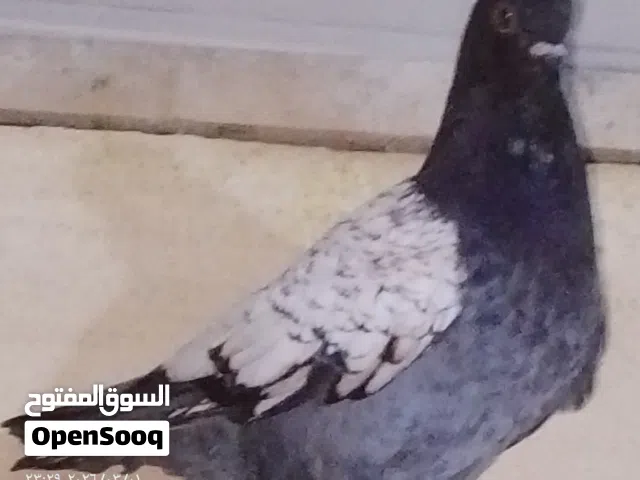 فراخ بواقي كنجات مدنسرات