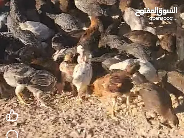 فرخات عمر فوق اشهرين عدد 130