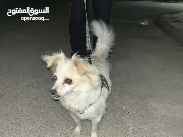 كلاب لولو فوكس