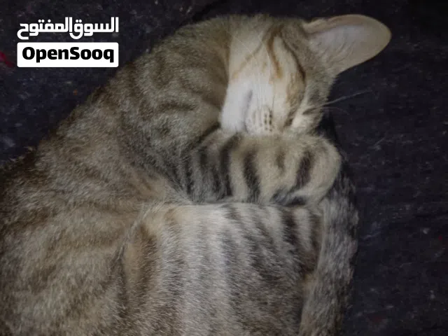 قطة بلدية للبيع تارودانت