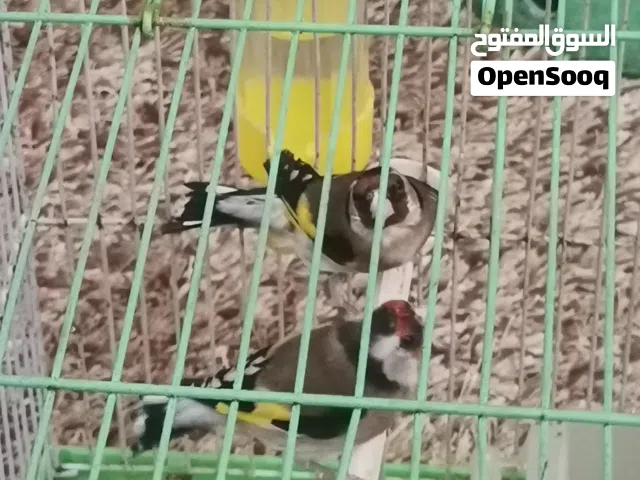 جوز حسون بلدي إنتاج قفص شغالات ومكفولات إنتاج