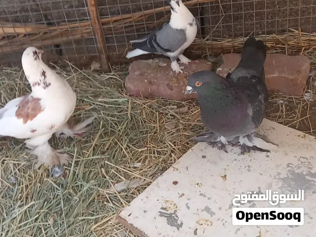 حمام ممتاز فرصه لمحبين الحمام الزينه