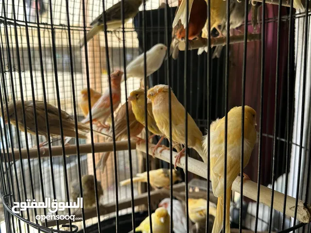 Canary pairs