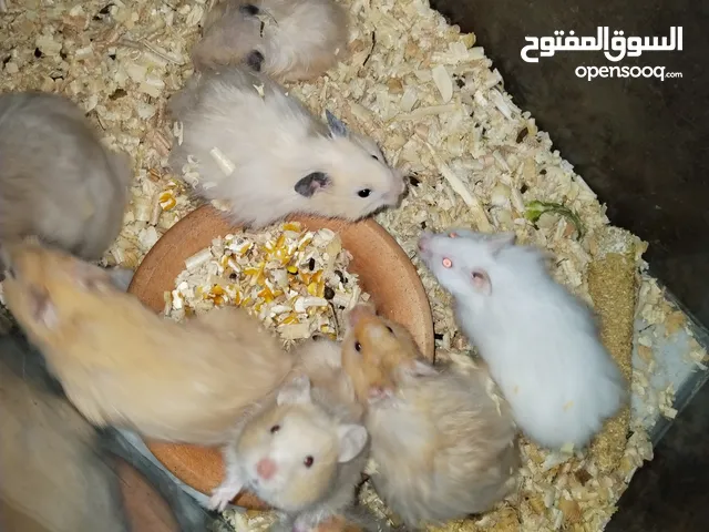 هامستر اليف للبيع